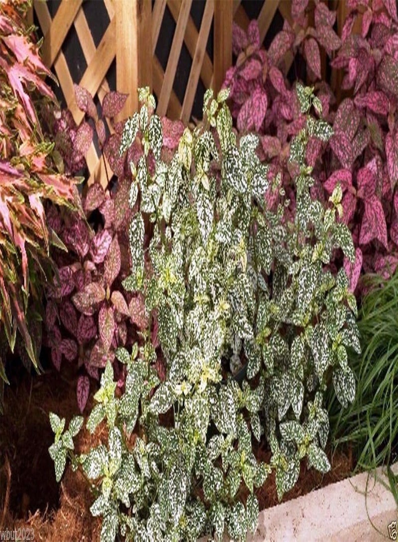 GGOOT 50 Hypoestes Seeds - Hypoestes- Confetti Compact Mix - Great Indoor or outdoor ! - Image 2