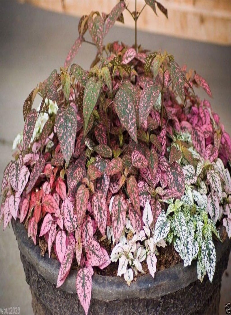 GGOOT 50 Hypoestes Seeds - Hypoestes- Confetti Compact Mix - Great Indoor or outdoor ! - Image 1