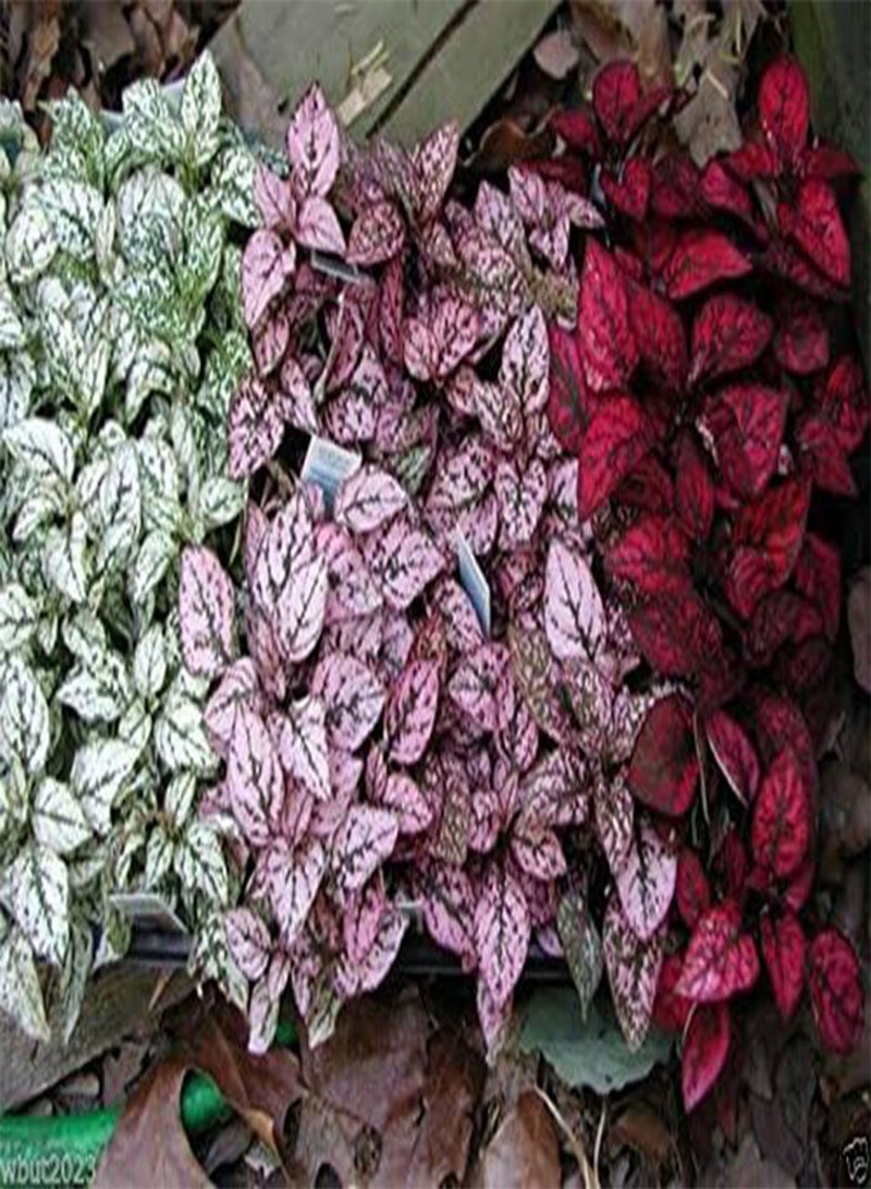 GGOOT 50 Hypoestes Seeds - Hypoestes- Confetti Compact Mix - Great Indoor or outdoor ! - Image 3