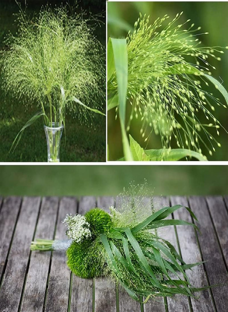 جي جوت عشب الزينة Panicum Virgatum Fontaine 15+ بذور - Image 1