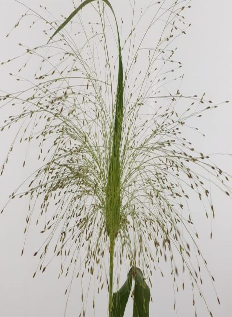جي جوت عشب الزينة Panicum Virgatum Fontaine 15+ بذور - Image 2