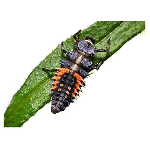 Insect Lore 10-15 Ladybug Larvae - Live Pink Spotted Ladybug Larvae - Grown in USA - Refill for Habitat - Observe, Raise & Release Ladybugs - Image 3