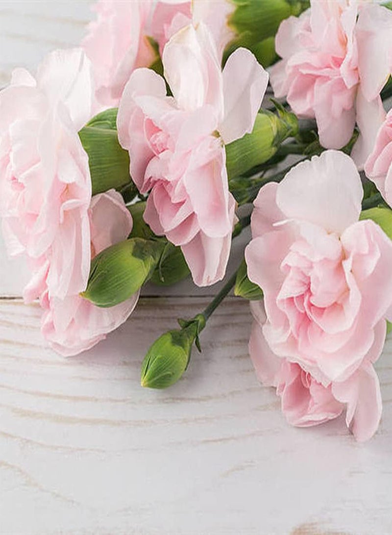 GGOOT 200Pcs Carnation Seeds Pink Dianthus Flowers Exquisite Cut Flower Decorate Your Home Exudes A Charming Fragrance Loved by People - Image 2