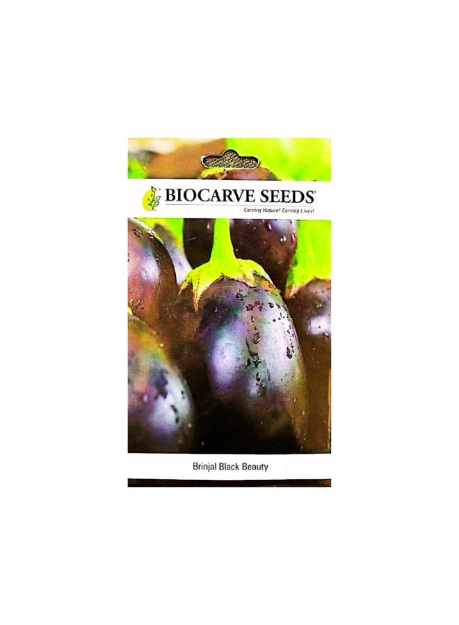 BIOCARVE SEEDS Black Beauty Eggplant Seeds - Image 1