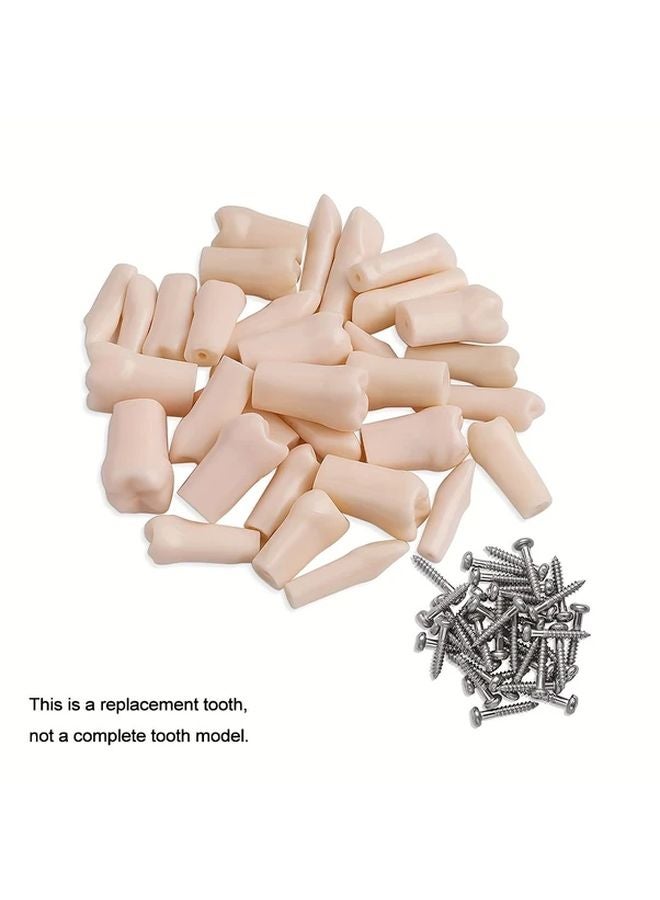 28pcs Full Mouth Removable Dental Training Teeth Model Set Plastic Material - Image 1