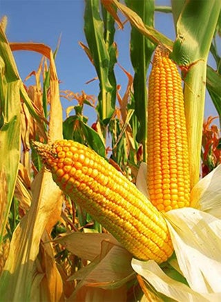 350 Seeds Yellow Dent Corn Kernels Grain Corn Seeds Field Corn for Corn Meal Grinding Planting Heirloom Non-GMO - pzsku/Z5AD15E348192AE723471Z/45/_/1740460350/8d921f19-1014-4c56-a641-0256268c5d2d