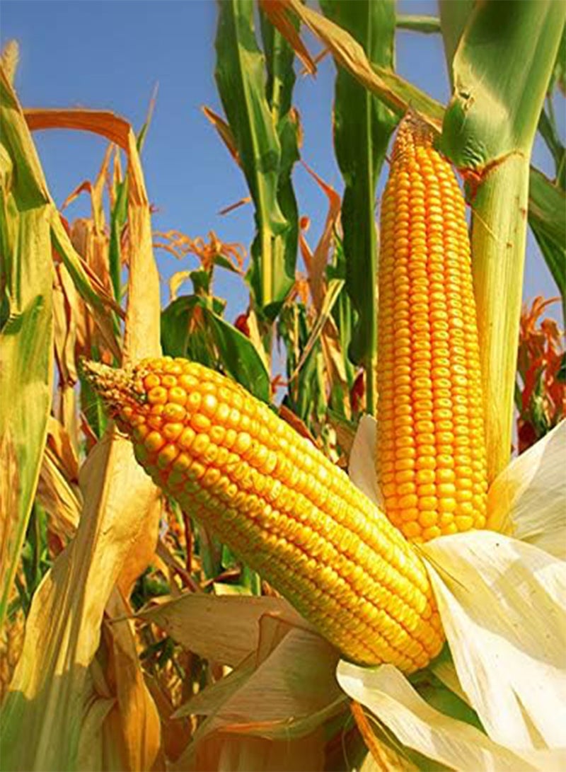 350 Seeds Yellow Dent Corn Kernels Grain Corn Seeds Field Corn for Corn Meal Grinding Planting Heirloom Non-GMO