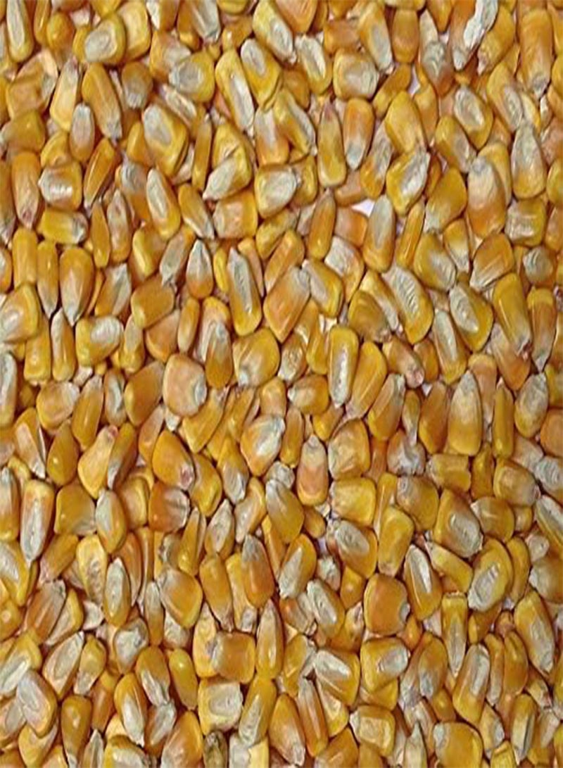 350 Seeds Yellow Dent Corn Kernels Grain Corn Seeds Field Corn for Corn Meal Grinding Planting Heirloom Non-GMO