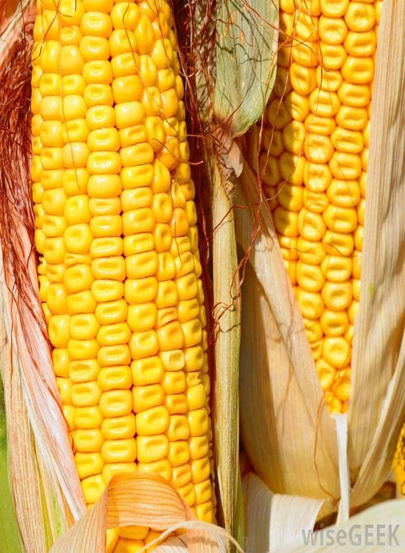 350 Seeds Yellow Dent Corn Kernels Grain Corn Seeds Field Corn for Corn Meal Grinding Planting Heirloom Non-GMO