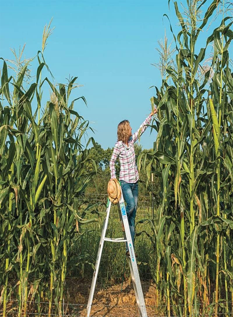350 Seeds Yellow Dent Corn Kernels Grain Corn Seeds Field Corn for Corn Meal Grinding Planting Heirloom Non-GMO