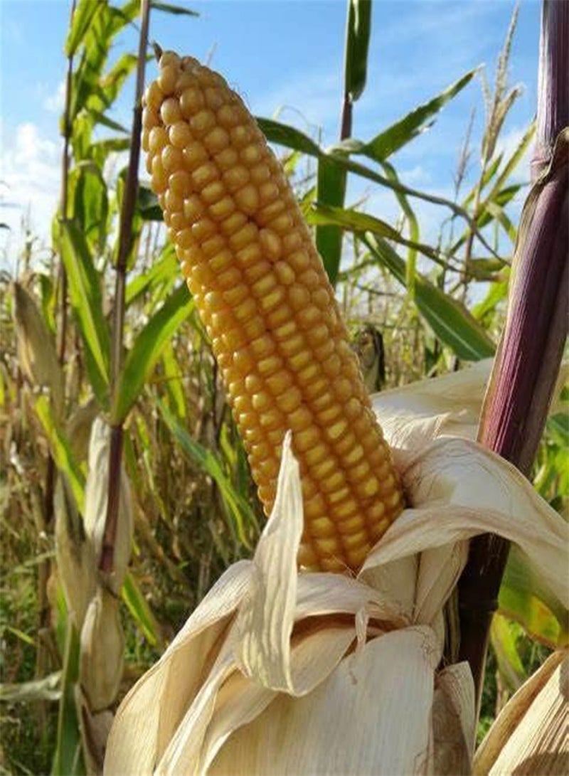 350 Seeds Yellow Dent Corn Kernels Grain Corn Seeds Field Corn for Corn Meal Grinding Planting Heirloom Non-GMO