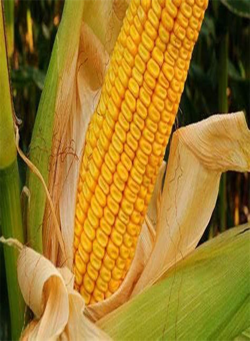 350 Seeds Yellow Dent Corn Kernels Grain Corn Seeds Field Corn for Corn Meal Grinding Planting Heirloom Non-GMO