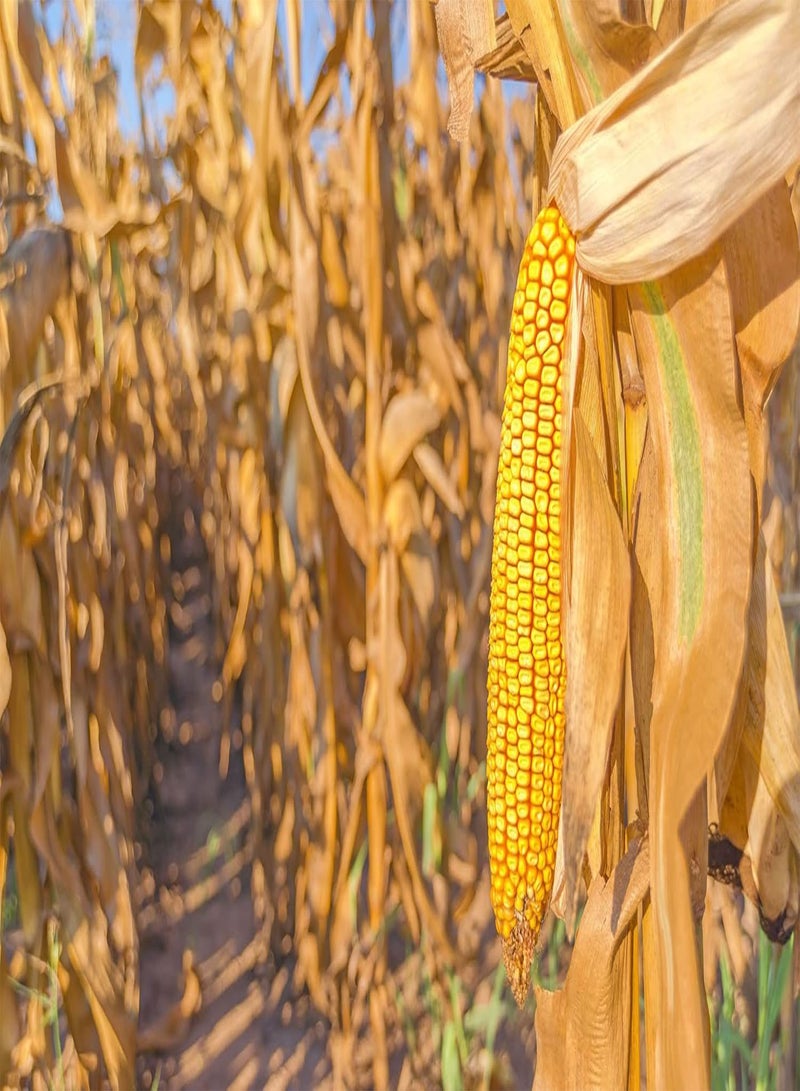 350 Seeds Yellow Dent Corn Kernels Grain Corn Seeds Field Corn for Corn Meal Grinding Planting Heirloom Non-GMO