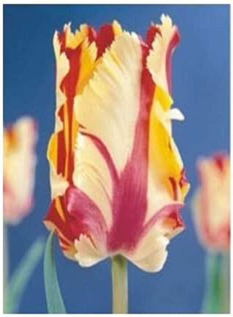 GGOOT New 20pcs Tulip Flower Seeds for Gardening Yellow red - Image 2