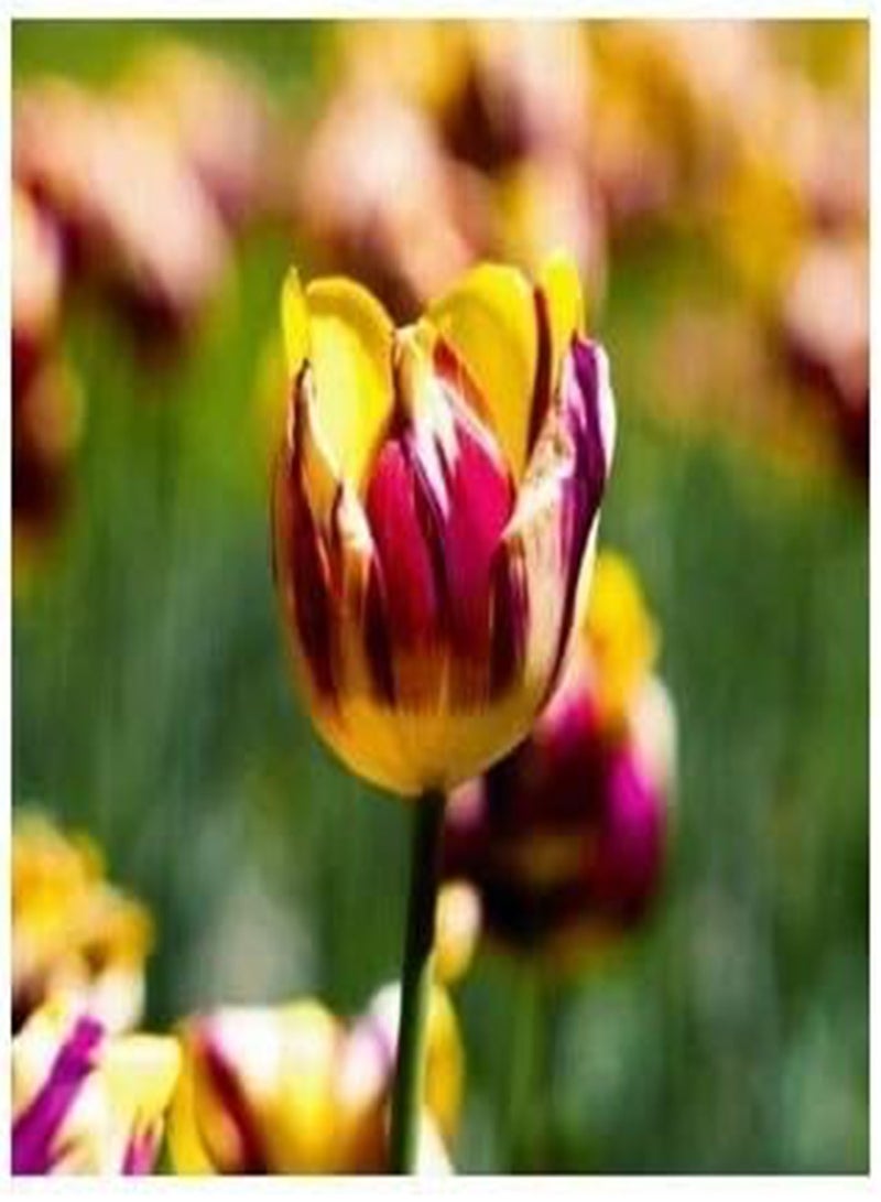 GGOOT New 20pcs Tulip Flower Seeds for Gardening Yellow red - Image 4
