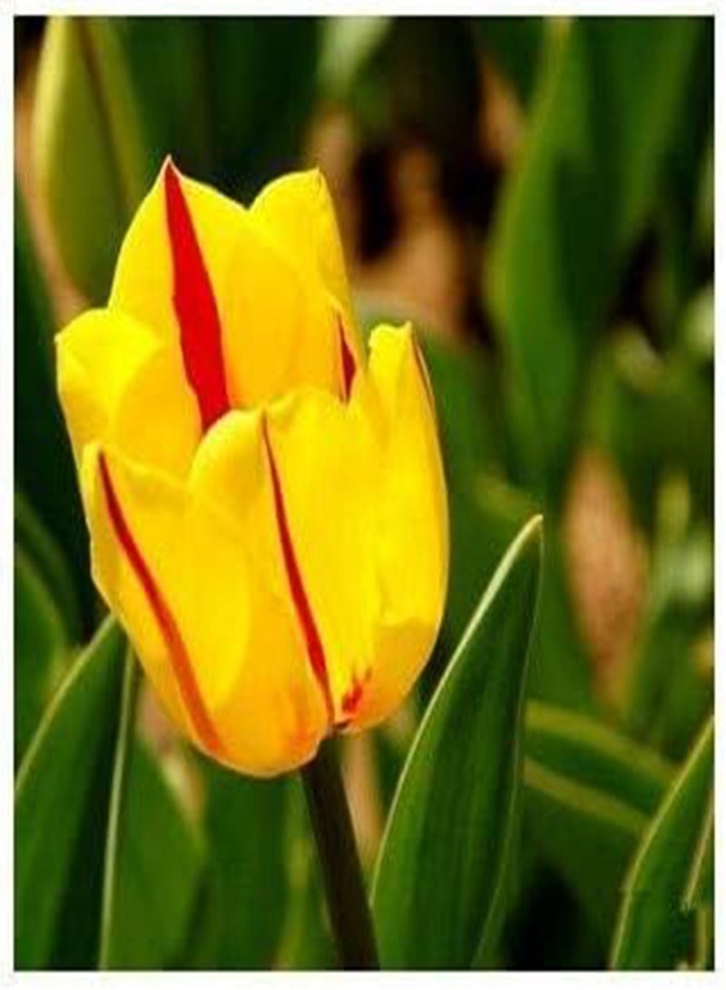 GGOOT New 20pcs Tulip Flower Seeds for Gardening Yellow red - Image 3