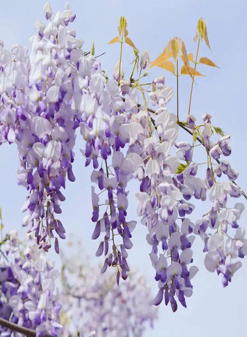 GGOOT 10Pcs Wisteria Flower Seeds Rare Bonsai Wisteria Tree Seeds Indoor Outdoor Ornamental Plants Seeds Mixed Color Climbing Floral Climbing Vine Tree Seeds 10pcs - Image 1
