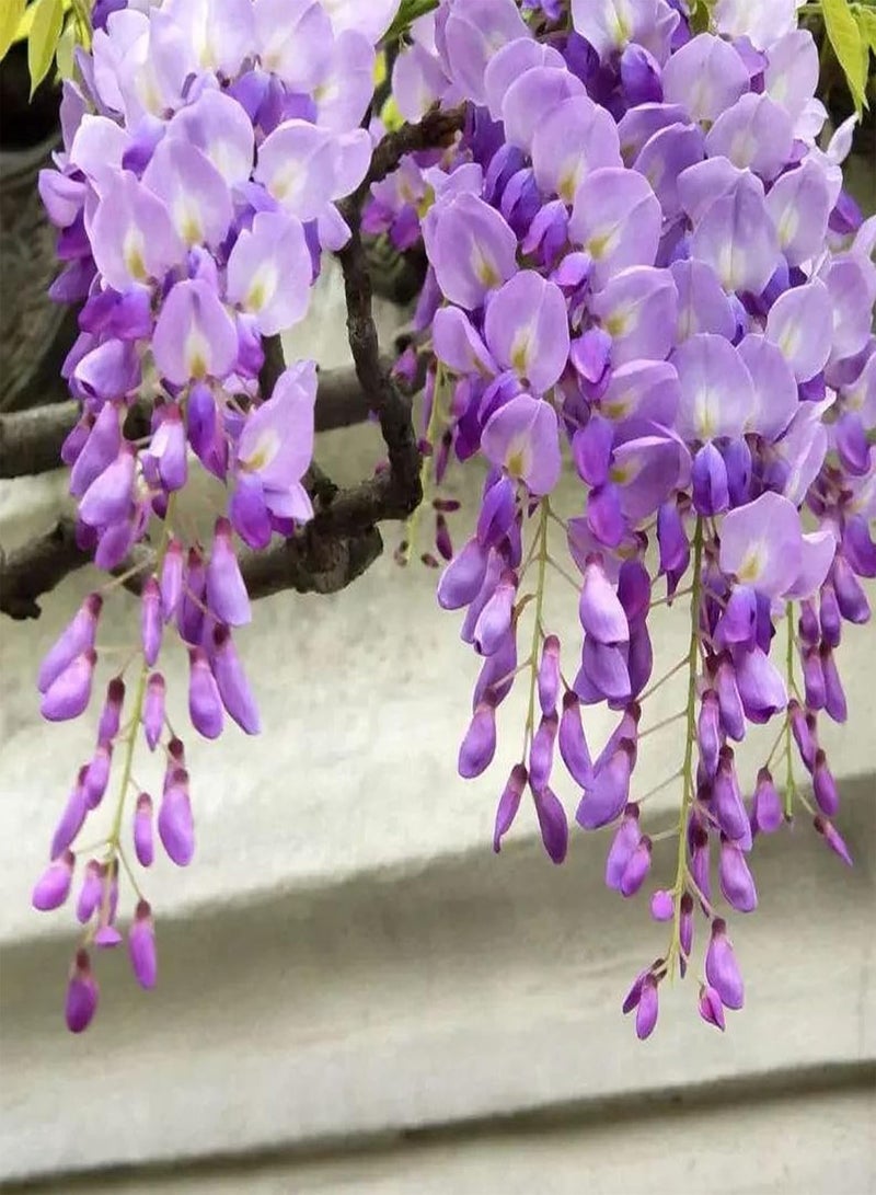 GGOOT 10Pcs Wisteria Flower Seeds Rare Bonsai Wisteria Tree Seeds Indoor Outdoor Ornamental Plants Seeds Mixed Color Climbing Floral Climbing Vine Tree Seeds 10pcs - Image 3