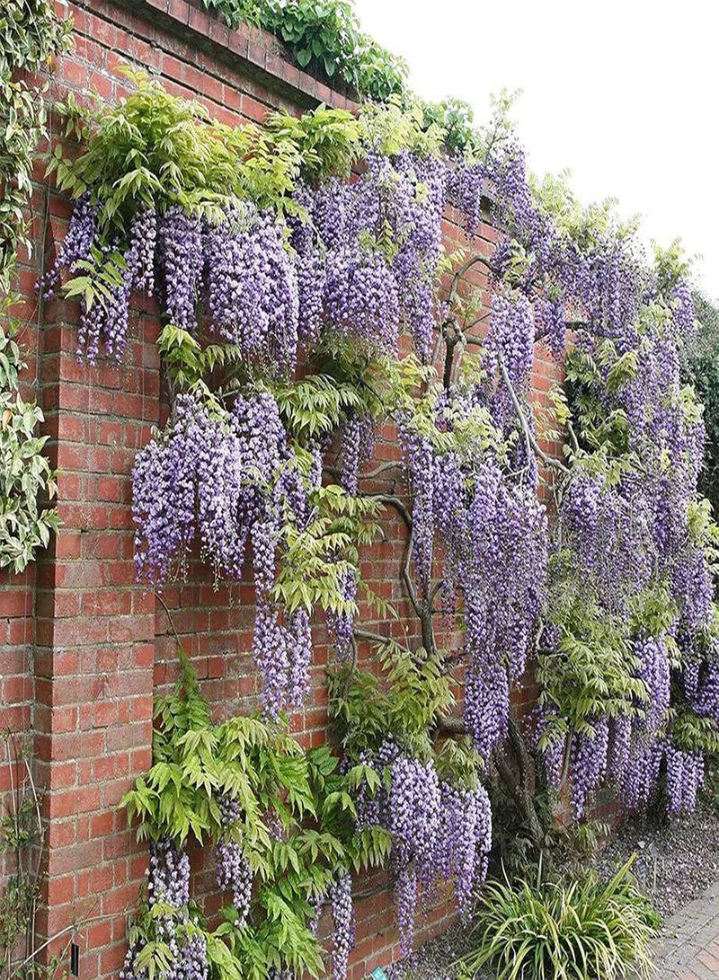 GGOOT 10Pcs Wisteria Flower Seeds Rare Bonsai Wisteria Tree Seeds Indoor Outdoor Ornamental Plants Seeds Mixed Color Climbing Floral Climbing Vine Tree Seeds 10pcs - Image 4