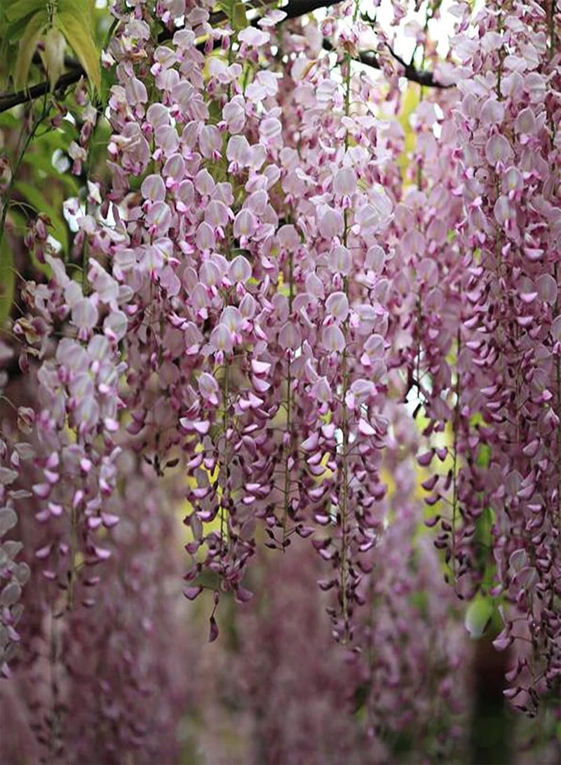 GGOOT 10Pcs Wisteria Flower Seeds Rare Bonsai Wisteria Tree Seeds Indoor Outdoor Ornamental Plants Seeds Mixed Color Climbing Floral Climbing Vine Tree Seeds 10pcs - Image 5