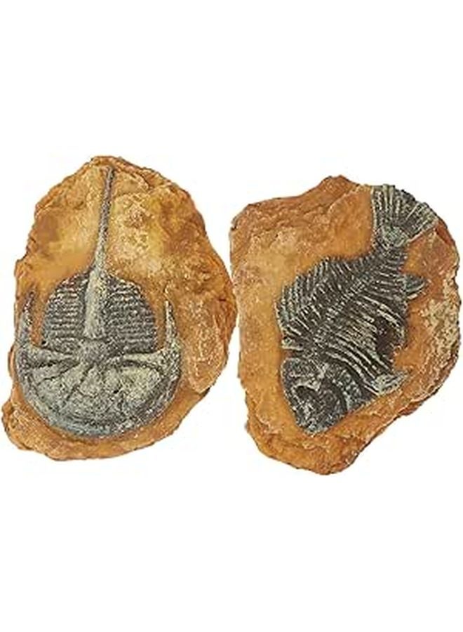 صخور حوض أسماك واقعية ٢ قطعة أحافير محاكاة من الراتنج لتزيين حوض النباتات وبيئات الزواحف المائية - Image 1