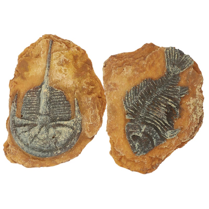 صخور حوض أسماك واقعية ٢ قطعة أحافير محاكاة من الراتنج لتزيين حوض النباتات وبيئات الزواحف المائية - Image 2