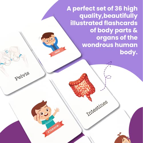 Busy Bubb - My Body Parts Flash Cards | 36 Laminated Cards | Age Group: 2-4 Years | Science Educational & Fun Activity for Kids - Image 2