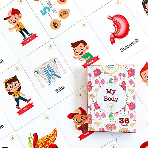 Busy Bubb - My Body Parts Flash Cards | 36 Laminated Cards | Age Group: 2-4 Years | Science Educational & Fun Activity for Kids - Image 3