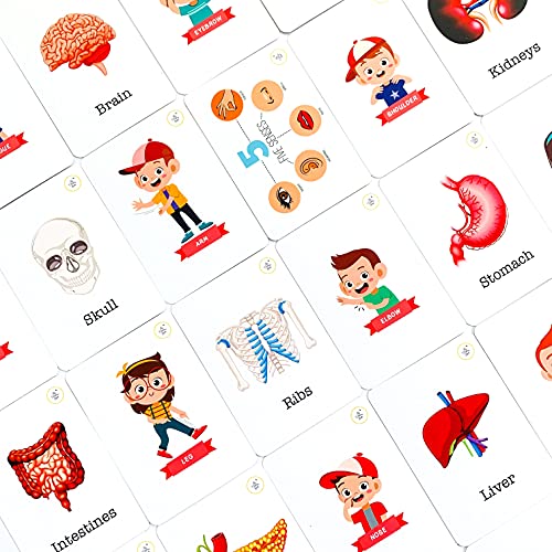 Busy Bubb - My Body Parts Flash Cards | 36 Laminated Cards | Age Group: 2-4 Years | Science Educational & Fun Activity for Kids - Image 4