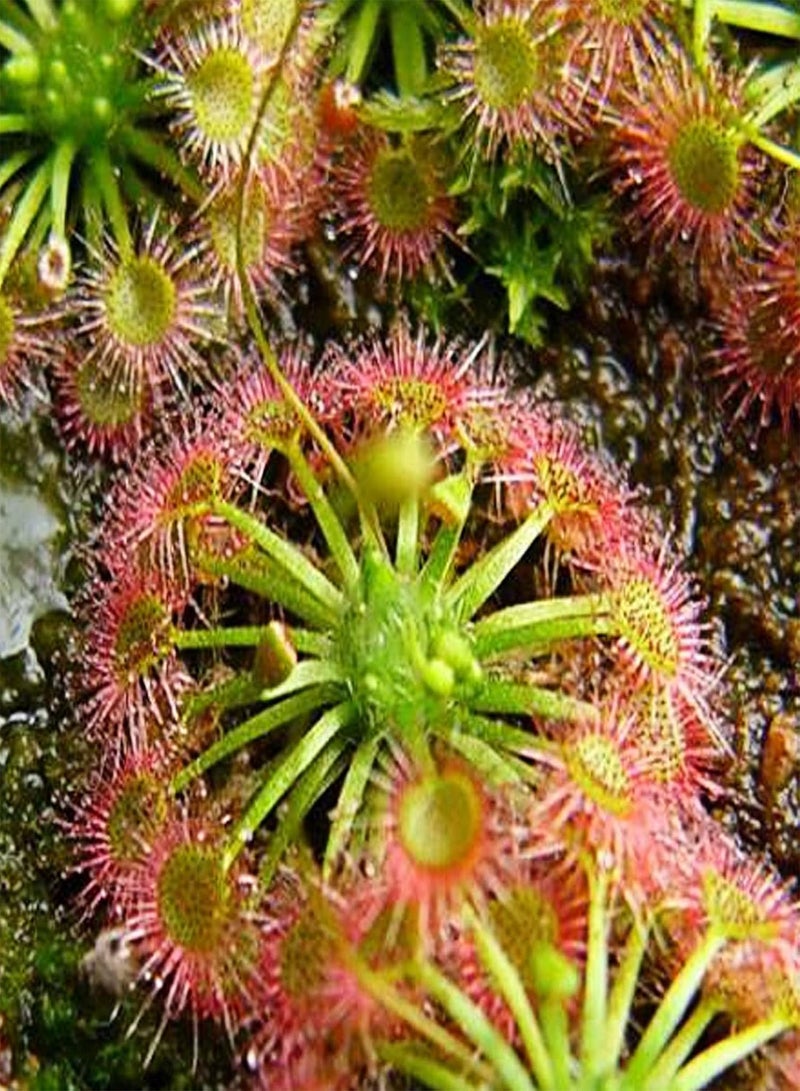 GGOOT 10Pcs/Bag Sundew Seeds Annual Carnivorous Garden Supplies Non-GMO Drosera Seeds for Courtyard - 10pcs Seeds - Image 4