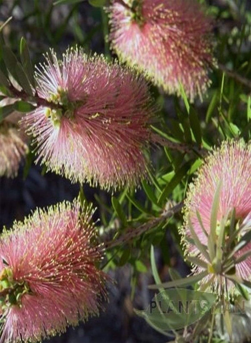 GGOOT Pink Champagne Bottle Brush callistemon Seeds - Image 1
