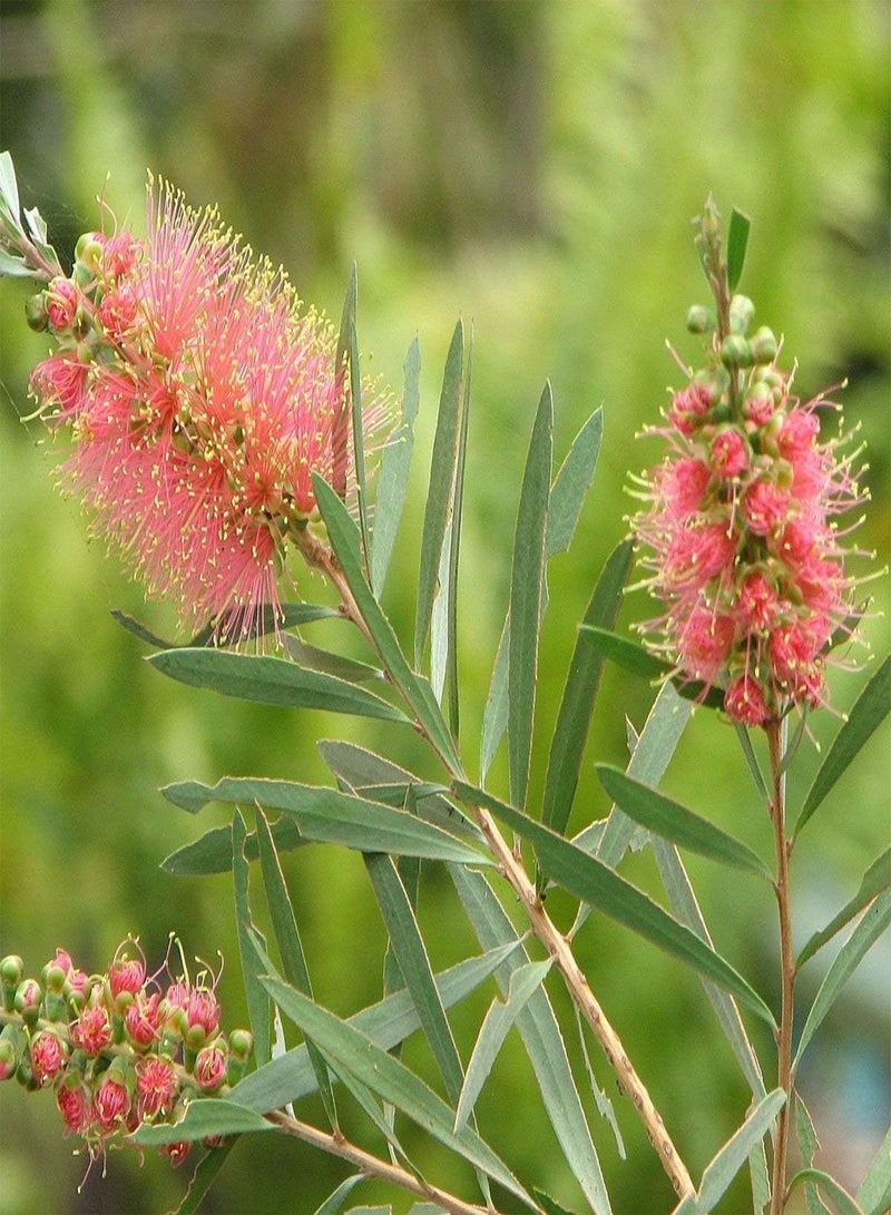 GGOOT Pink Champagne Bottle Brush callistemon Seeds - Image 2