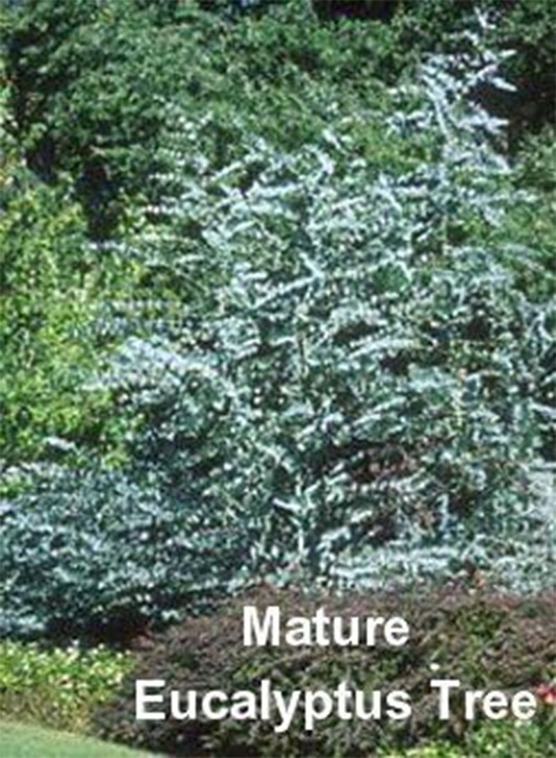 GGOOT Silver Dollar Eucalyptus 25 Seeds-Houseplant Or Outdoor - Image 3