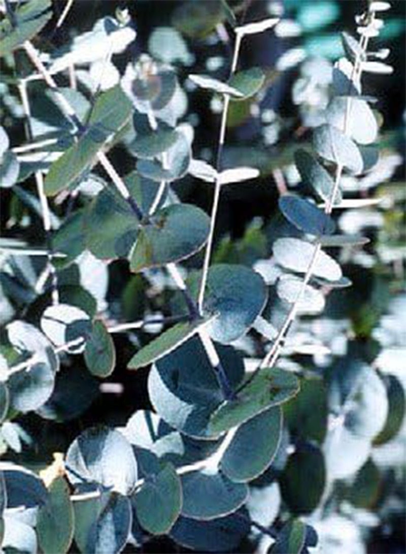 GGOOT Silver Dollar Eucalyptus 25 Seeds-Houseplant Or Outdoor - Image 2