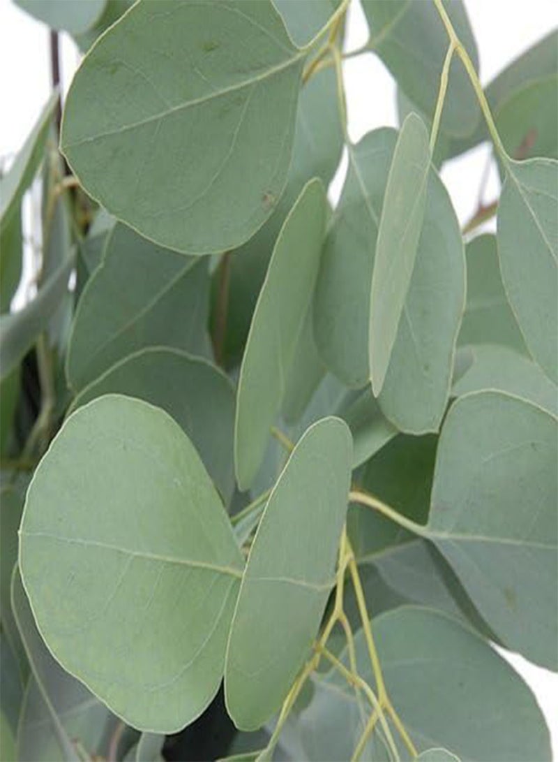 GGOOT Silver Dollar Eucalyptus 25 Seeds-Houseplant Or Outdoor - Image 1