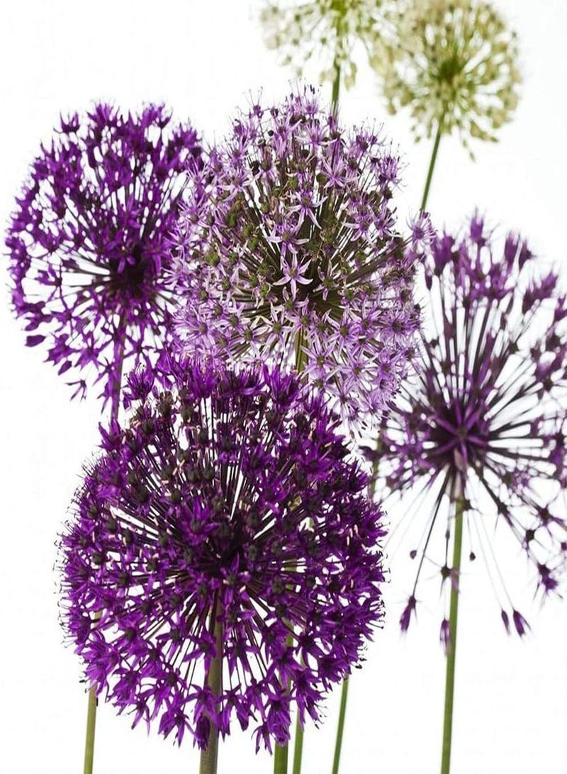 GGOOT 5pcs Alliumbollen met gemengde kleuren Zeldzame soorten Unieke vorm Geniet Van EEN prachtig tuinlandschap Hoge overlevingsgraad Eenvoudig onderhoud - Image 2