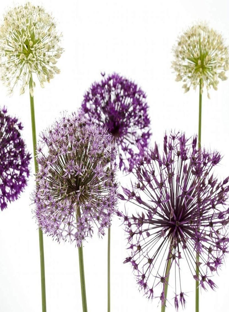 GGOOT 5pcs Alliumbollen met gemengde kleuren Zeldzame soorten Unieke vorm Geniet Van EEN prachtig tuinlandschap Hoge overlevingsgraad Eenvoudig onderhoud - Image 3