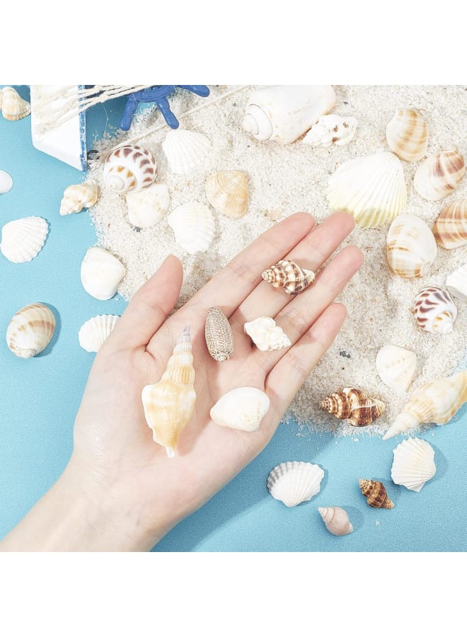 Mixed Ocean Beach Shells 400 Grams Natural Marine Life Beach Spiral Shell Craft for Theme Party Decoration Candle Making Fish Tank Filling  - Image 3