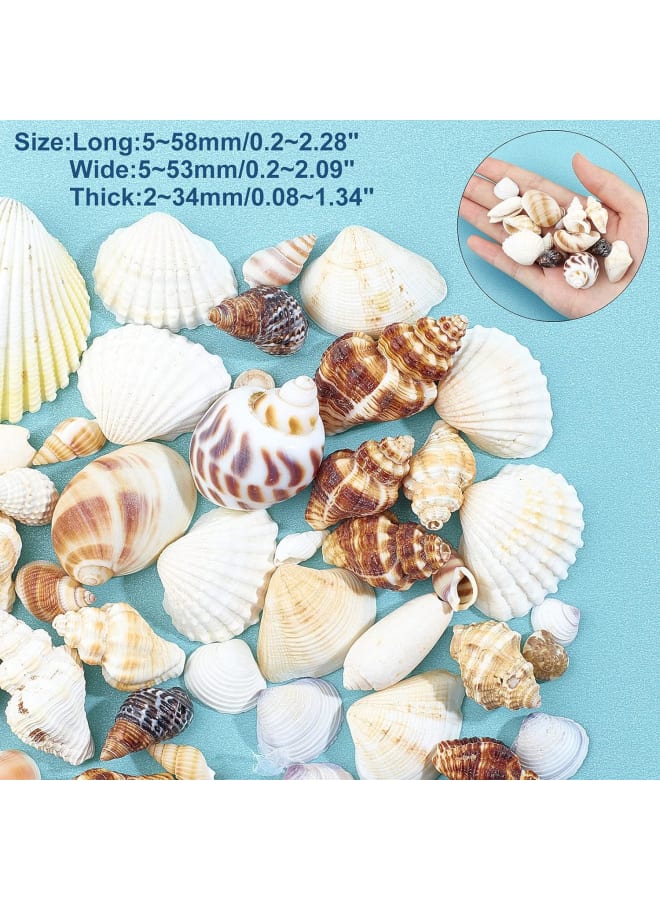 Mixed Ocean Beach Shells 400 Grams Natural Marine Life Beach Spiral Shell Craft for Theme Party Decoration Candle Making Fish Tank Filling  - Image 2