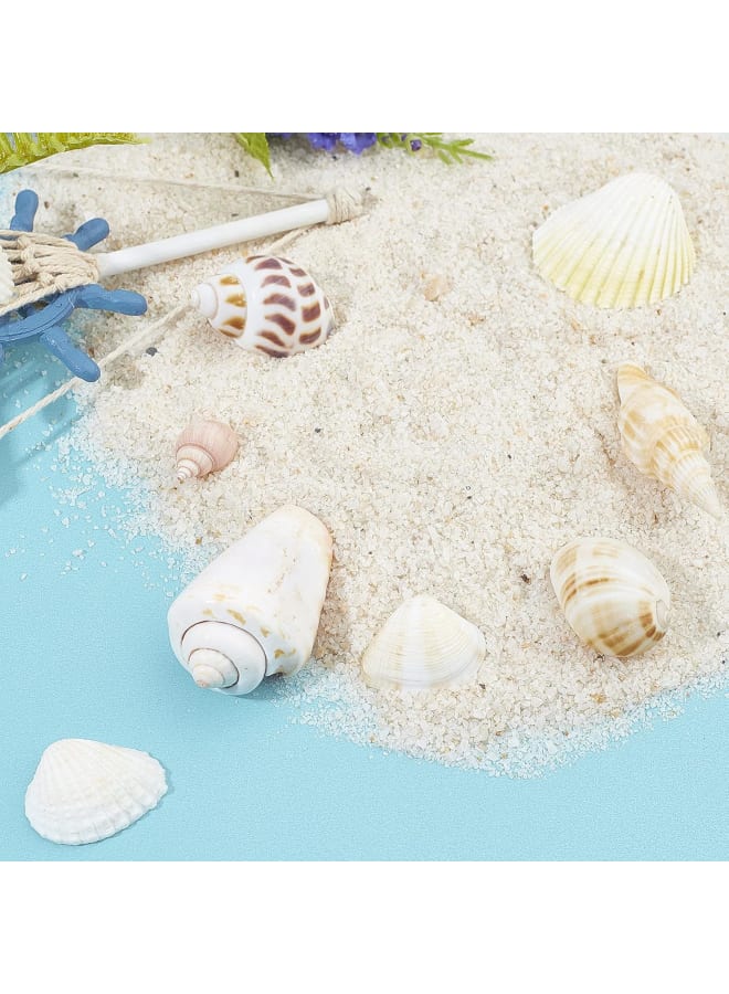 Mixed Ocean Beach Shells 400 Grams Natural Marine Life Beach Spiral Shell Craft for Theme Party Decoration Candle Making Fish Tank Filling  - Image 4