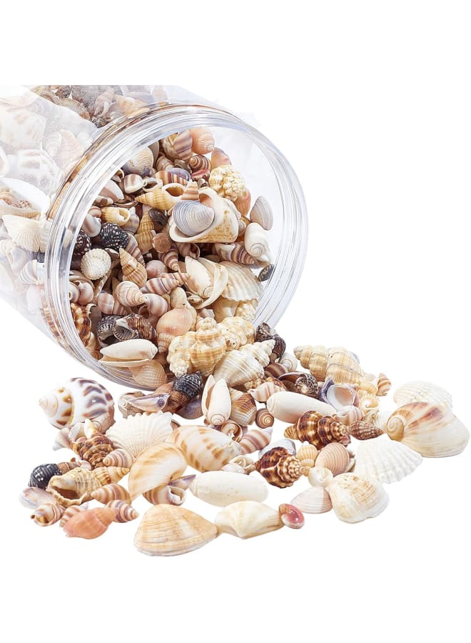 Mixed Ocean Beach Shells 400 Grams Natural Marine Life Beach Spiral Shell Craft for Theme Party Decoration Candle Making Fish Tank Filling  - Image 1