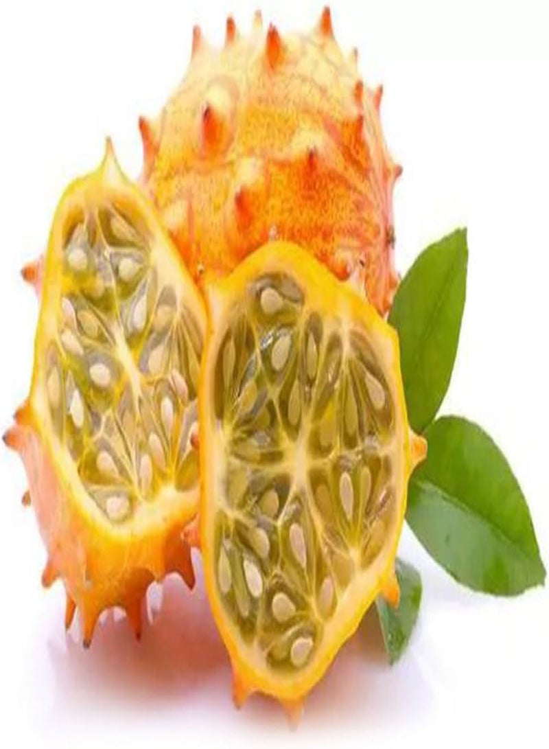 جي جوت 10 قطع من بذور مومورديكا كوشينشينسيس النادرة، نبات حديقة غريب للمنزل - Image 2