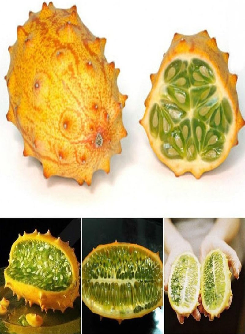 جي جوت 10 قطع من بذور مومورديكا كوشينشينسيس النادرة، نبات حديقة غريب للمنزل - Image 1