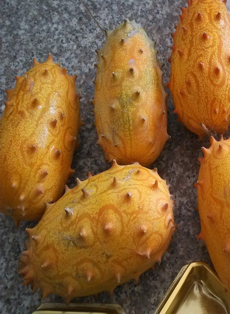 جي جوت 10 قطع من بذور مومورديكا كوشينشينسيس النادرة، نبات حديقة غريب للمنزل - Image 4