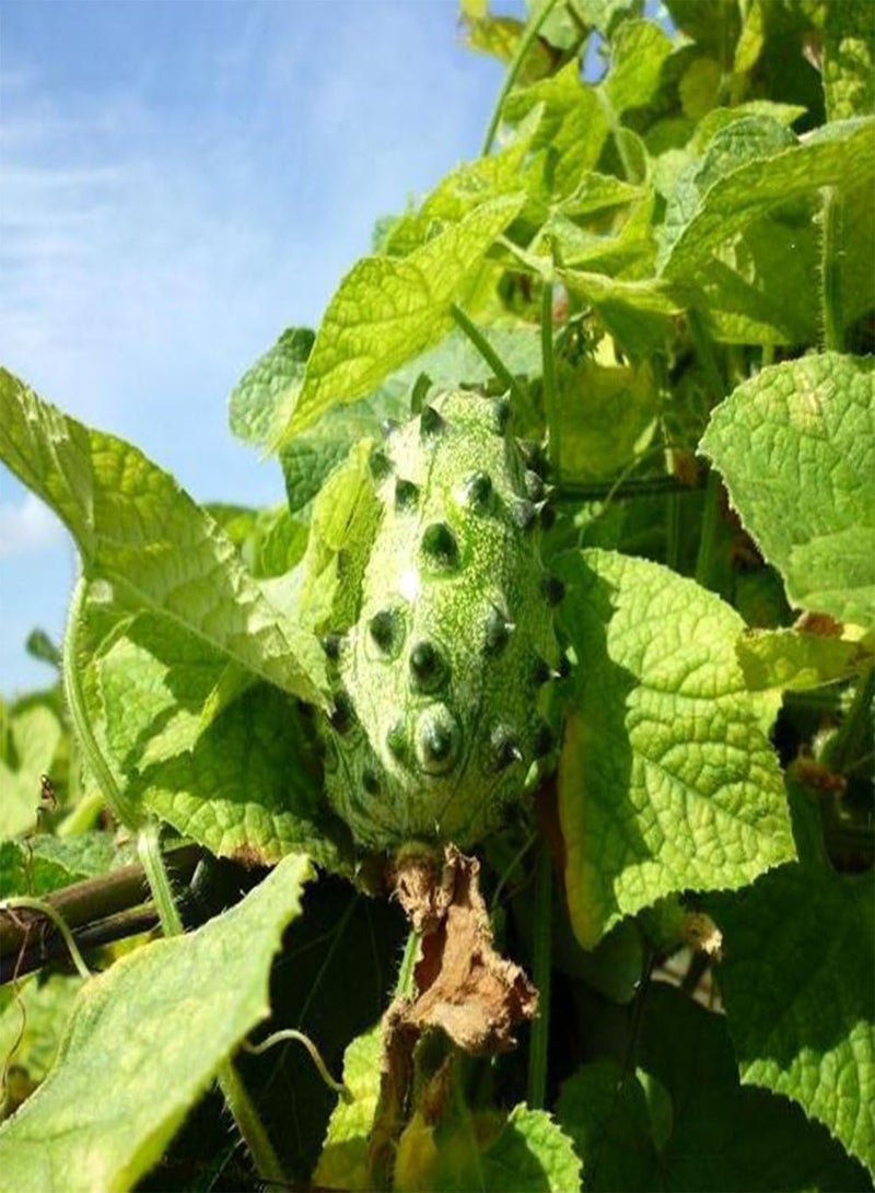 جي جوت 10 قطع من بذور مومورديكا كوشينشينسيس النادرة، نبات حديقة غريب للمنزل - Image 5