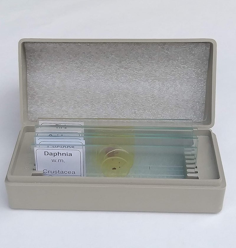 Aim شريحة تحضير كاملة للحشرات - ب (مجموعة من 6) - Image 1