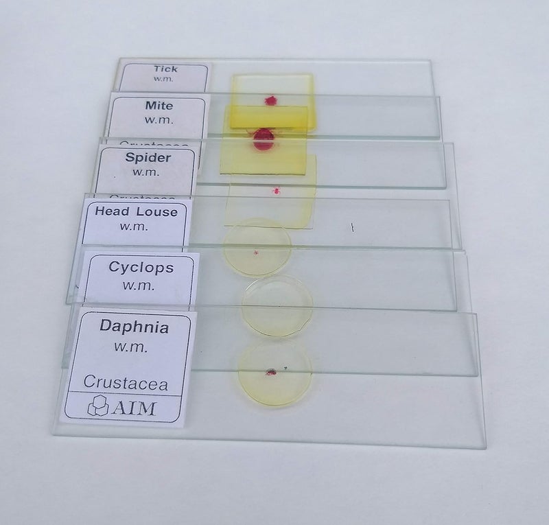 Aim شريحة تحضير كاملة للحشرات - ب (مجموعة من 6) - Image 2
