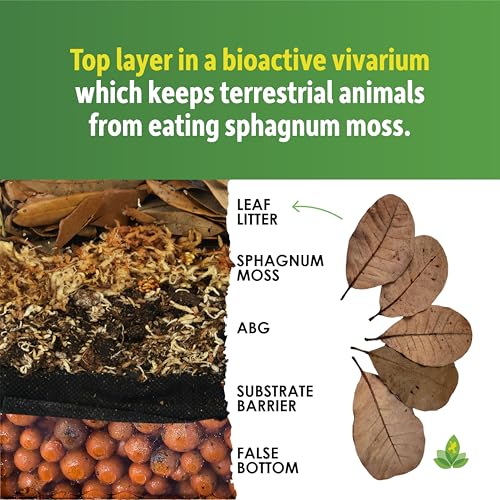Josh's Frogs Small Cashew Leaf Litter (10 Count) - Image 5