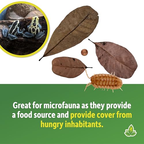 Josh's Frogs Small Cashew Leaf Litter (10 Count) - Image 4