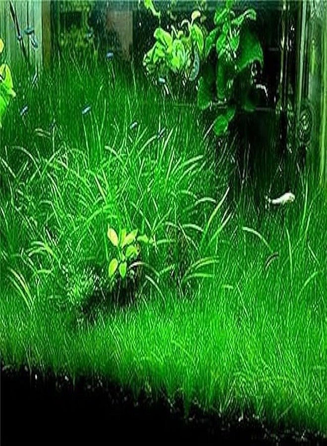 Earth Hopper ١٢٥ بذرة - بذور نباتات عشبية لأحواض السمك، عشب صغير ذو شعيرات، بذور مائية لأحواض السمك، نبات عشبي للحديقة، نبات عشبي لأحواض السمك، سهل النمو - Image 2